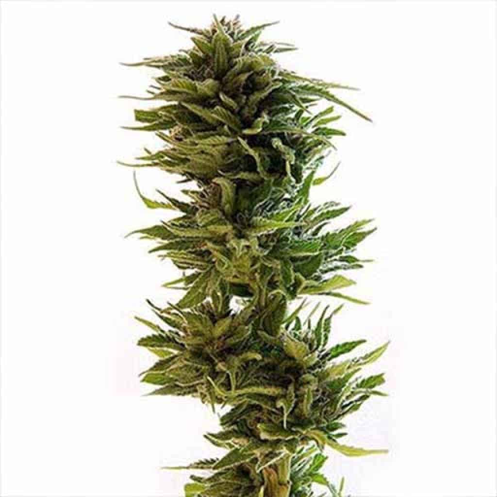 Barney's Farm Amnesia Lemon фотопериодные семена конопли