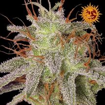 Barney's Farm Amnesia Lemon фотопериодные семена конопли — фото 3