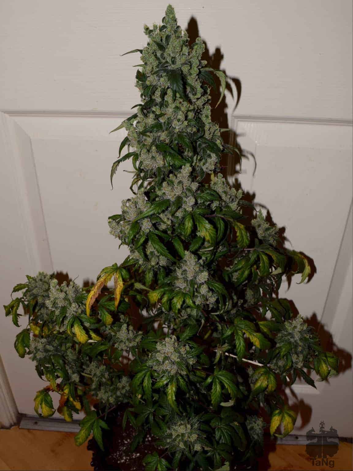 Auto Night Queen Автофеминизированные семена конопли — фото 2