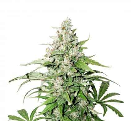 Auto Cinderella Jack Феминизированные автоцветущие семена конопли