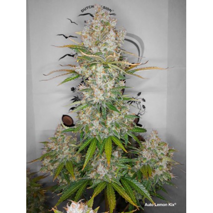 Auto Lemon Kix Автоцветущие семена конопли — фото 2