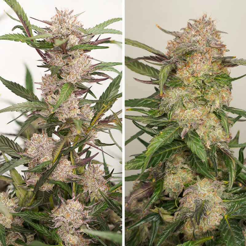 Dutch Passion Auto Mimosa Punch Автоцветущие феминизированные семена конопли — фото 4