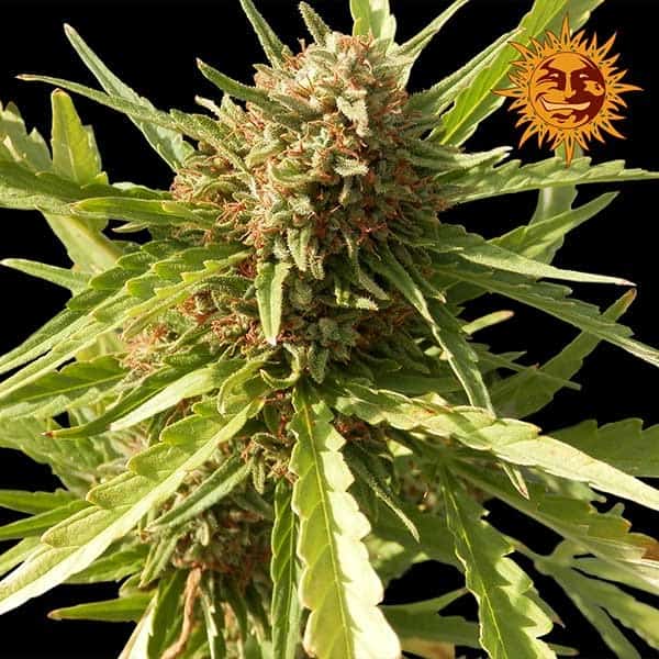 Auto Pineapple Express Автоцветущие феминизированные семена конопли — фото 3