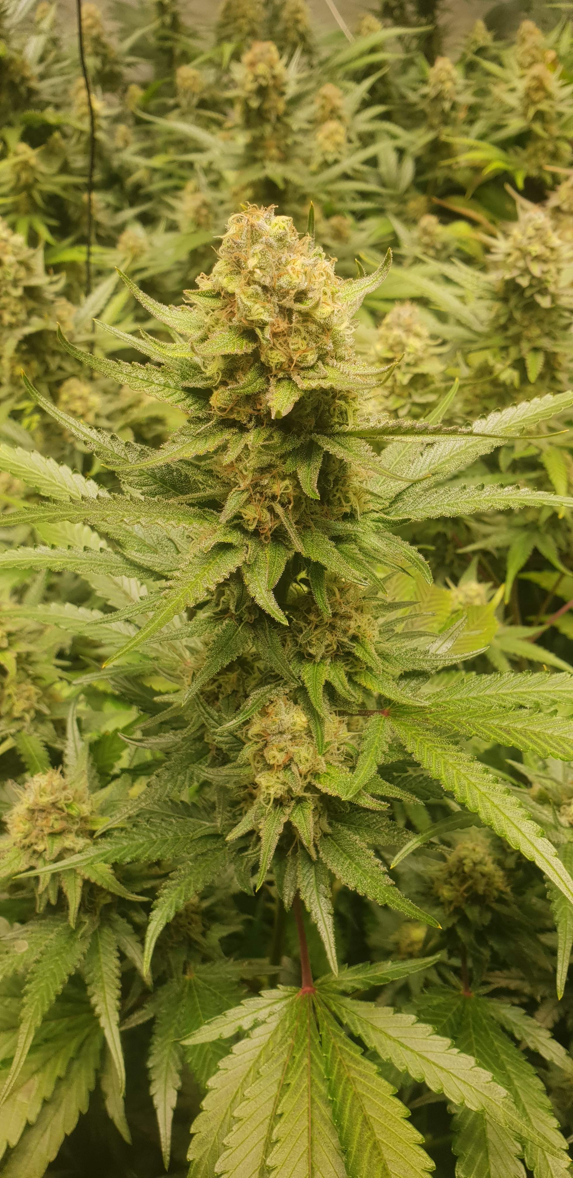 Auto Power Plant Автоцветущие феминизированные семена конопли — фото 3