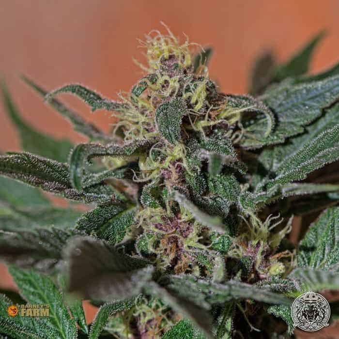 Barney's Farm Ayahuasca Purple фотопериодные семена конопли — фото 3