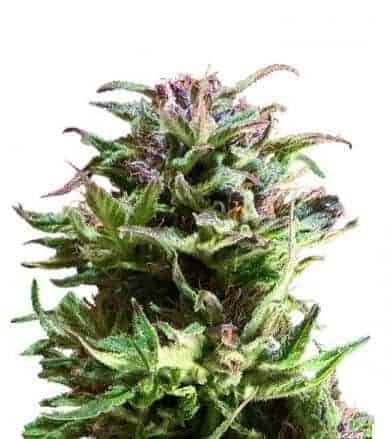 Forest Dream феминизированные фотопериодные семена конопли