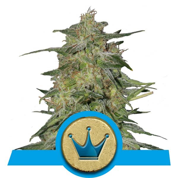 Royal Highness CBD Фотопериодные семена конопли