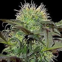 Bad Azz Kush Фотопериодные семена конопли — фото 3