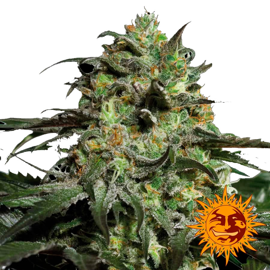 Peyote Cookies фотопериодные семена конопли