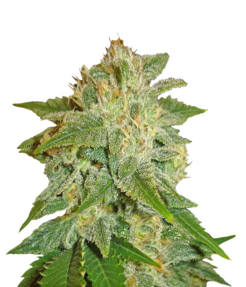 LA Bella Afrodita Auto автоцветущие феминизированные семена конопли