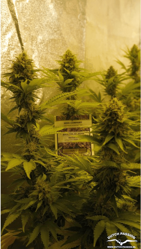 Euforia Фотопериодные семена конопли — фото 2