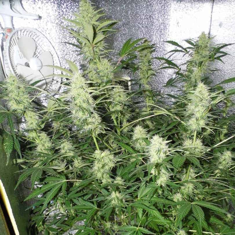 Dutch Passion Auto White Widow Автоцветущие семена конопли — фото 3