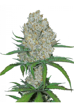 C4 Auto Автоцветущие семена конопли