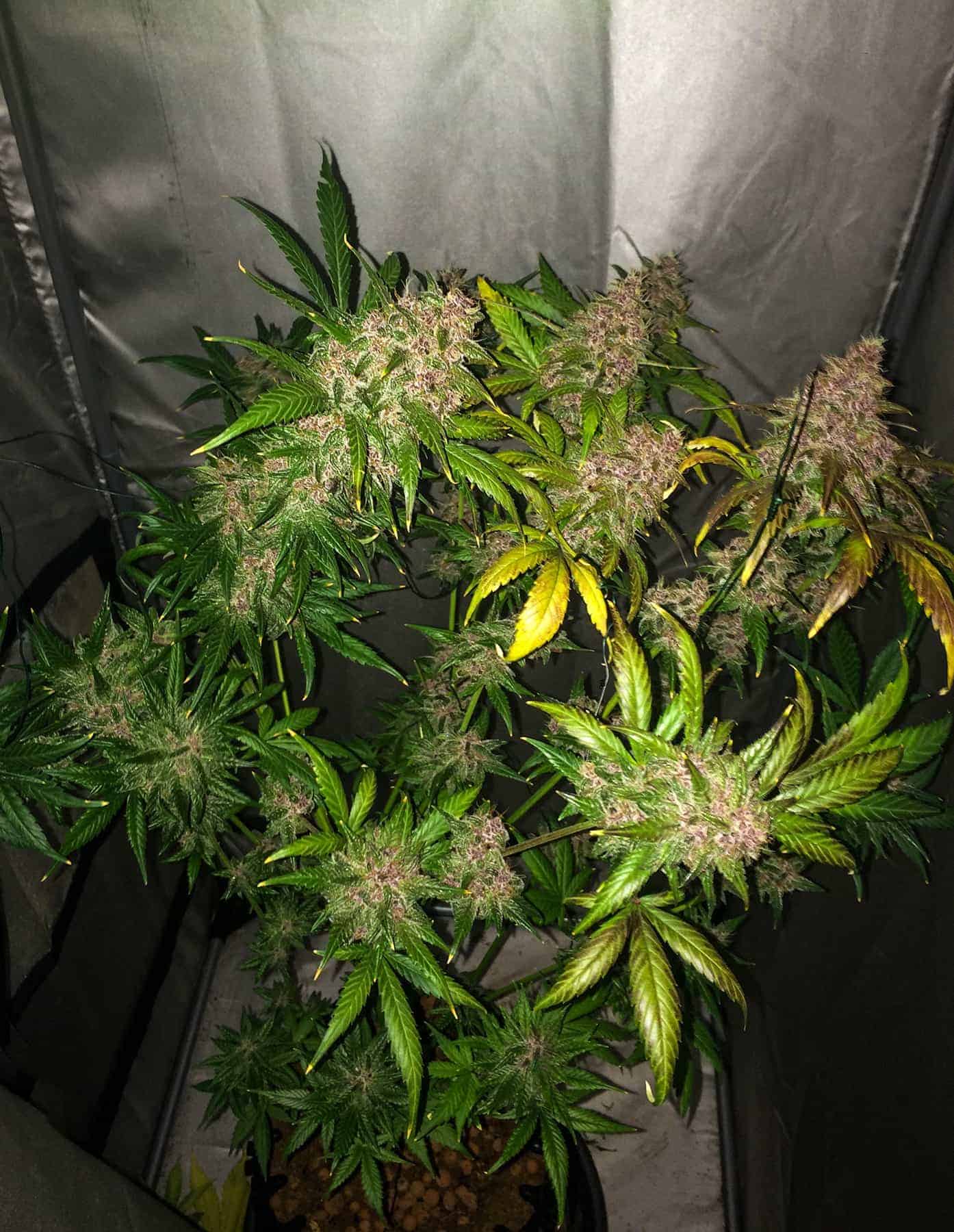 Blackberry Auto Автоцветущие феминизированные семена конопли — фото 5