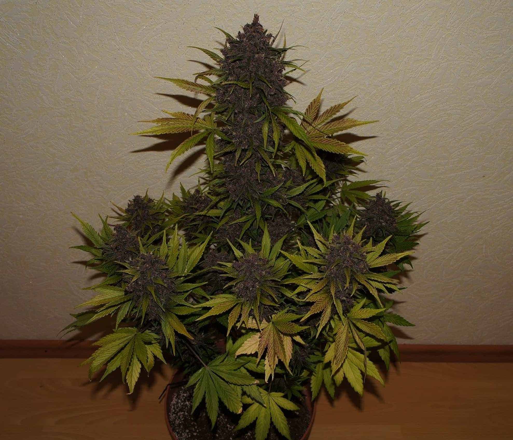 LSD-25 Auto Автофеминизированные семена конопли — фото 4