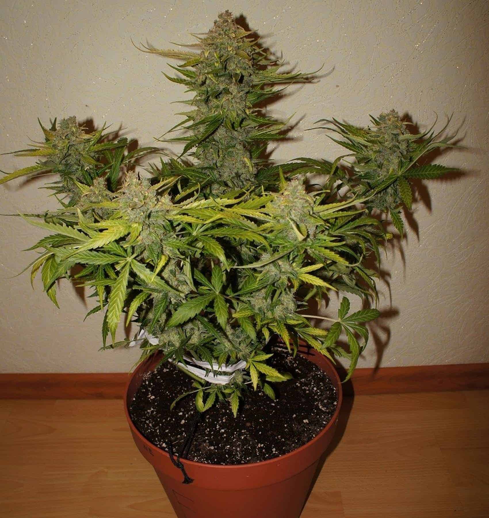 Northern Express Auto Автофеминизированные семена конопли — фото 3