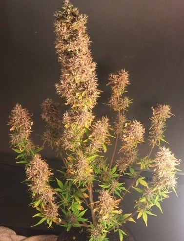 C4 Auto Автоцветущие семена конопли — фото 3