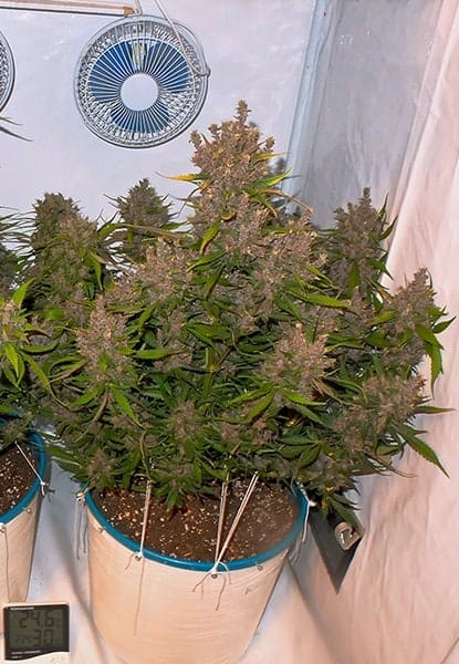 FastBuds Crystal Meth Auto Автофеминизированные семена конопли — фото 2