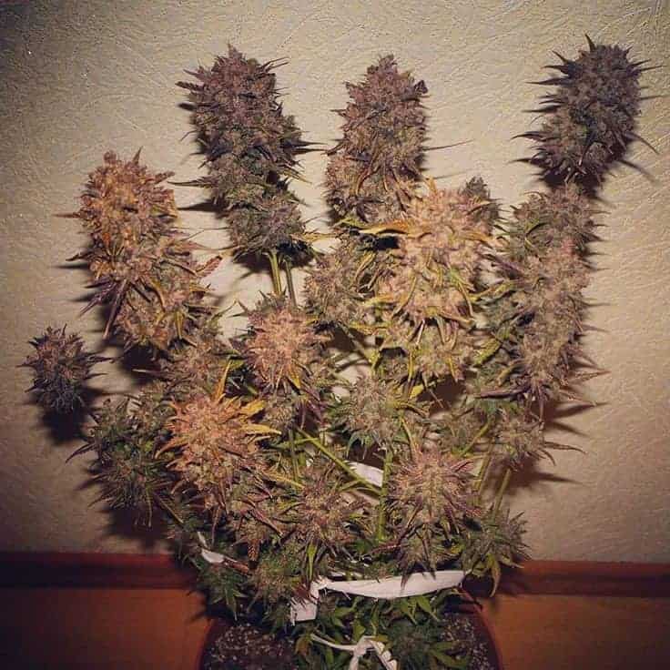 FastBuds Crystal Meth Auto Автофеминизированные семена конопли — фото 4