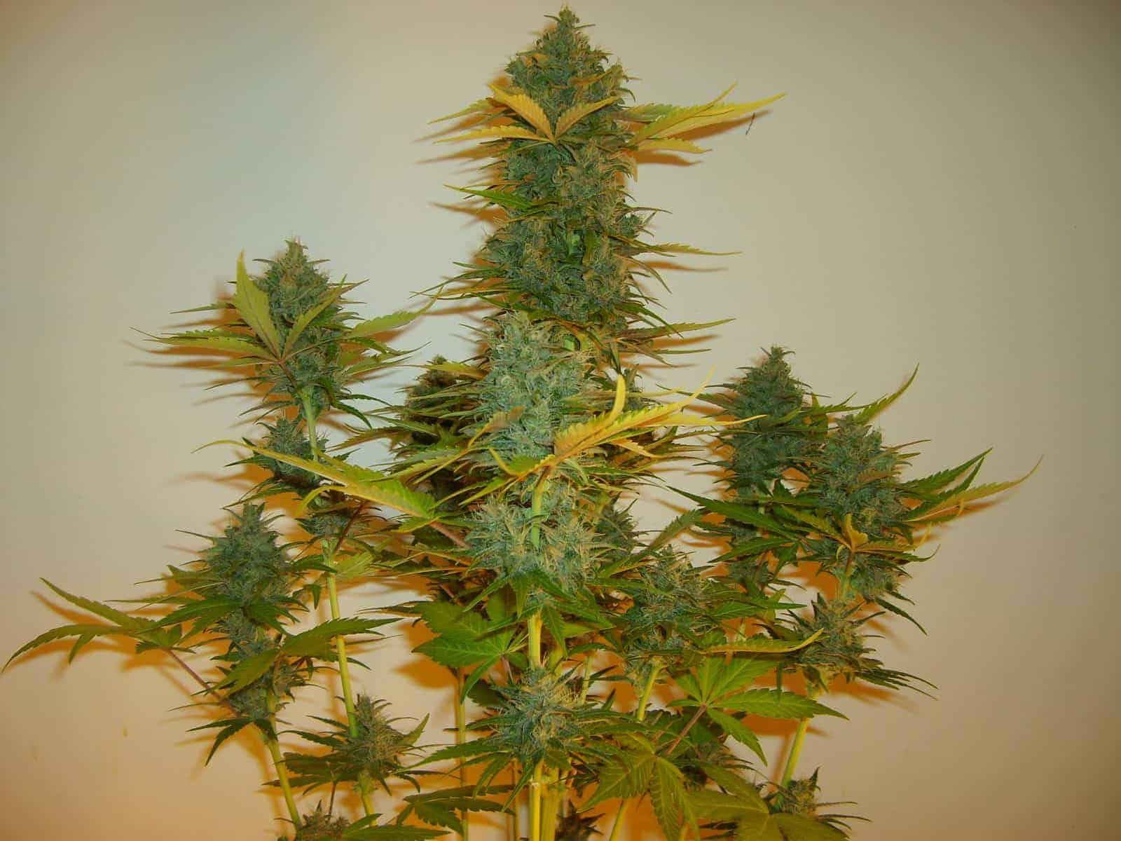 C4 Auto Автоцветущие семена конопли — фото 4