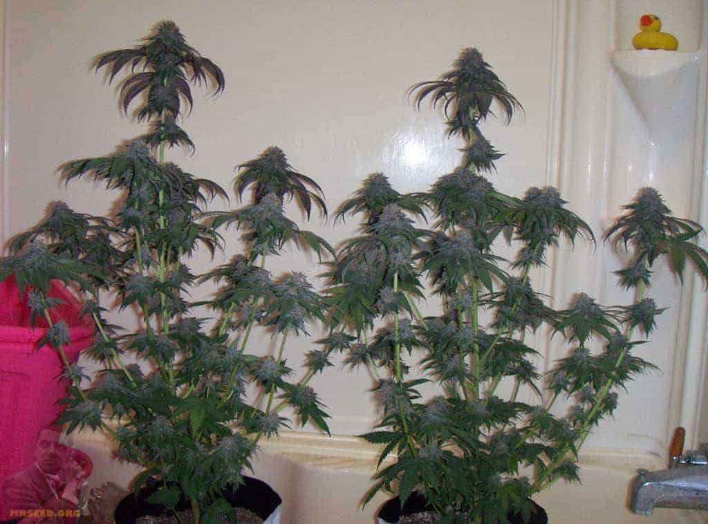 Blue Cheese Фотопериодные семена конопли