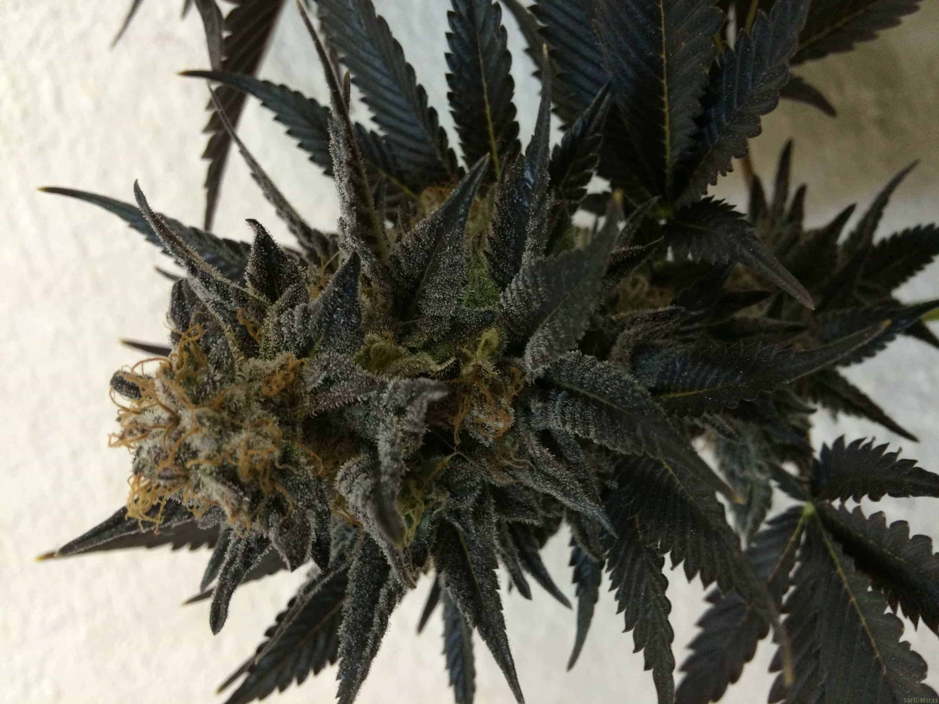 Blue Velvet Фотопериодные феминизированные семена конопли — фото 3