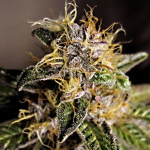 Blue Velvet Фотопериодные феминизированные семена конопли — фото 2