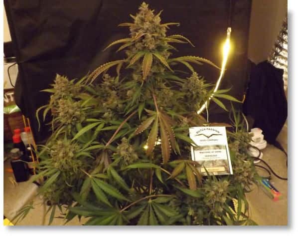 Blueberry Фотопериодные семена конопли — фото 4