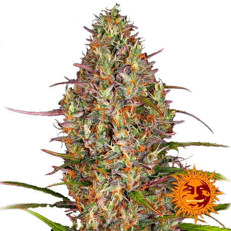 Barney Glue Gelato Auto Автоцветущие семена конопли