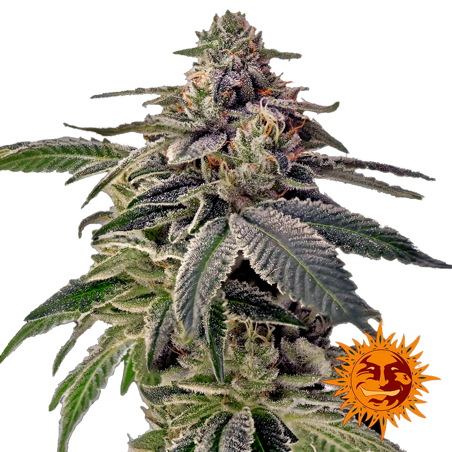 Shiskaberry Фотопериодные 100% Индика семена конопли