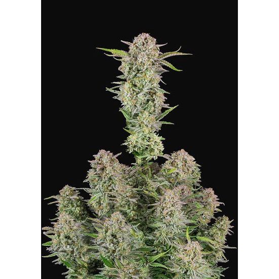 Bruce Banner Auto Автофеминизированные семена конопли