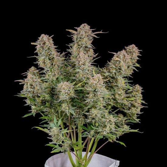 Bruce Banner Auto Автофеминизированные семена конопли — фото 2