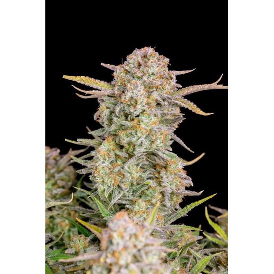 Bruce Banner Auto Автофеминизированные семена конопли — фото 3
