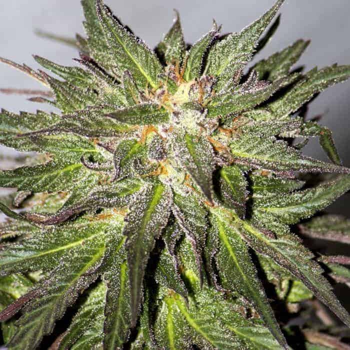Barney's Farm CBD Critical Cure фотопериодные семена конопли — фото 3