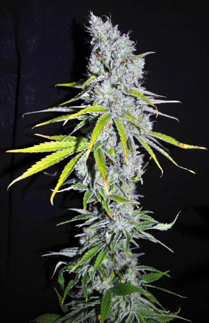 Dutch Passion CBD Skunk Haze Фотопериодный гибрид семена конопли — фото 2