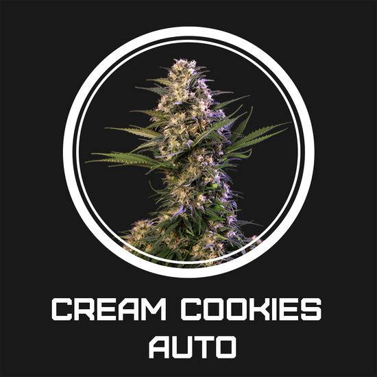 Cream Cookies Auto Автоцветущие семена конопли