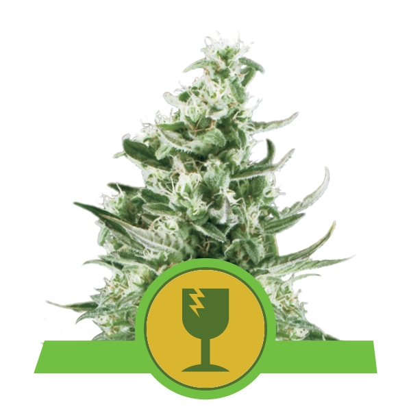 Royal Queen Seeds Royal Critical Automatic Автофеминизированные семена конопли