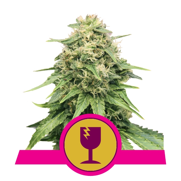Royal Queen Seeds Critical Феминизированные фотопериодные семена конопли
