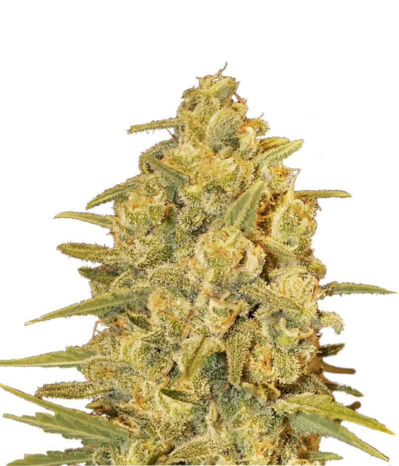 Critical Sensi Star Фотопериодные семена конопли
