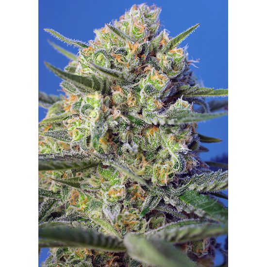 Sweet Seeds Crystal Candy F1 FV фотопериодные семена конопли