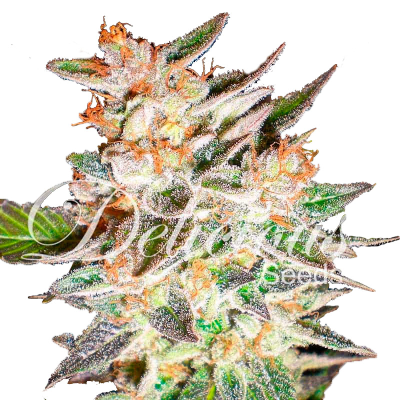 Delicious Candy Auto Автофеминизированные семена конопли