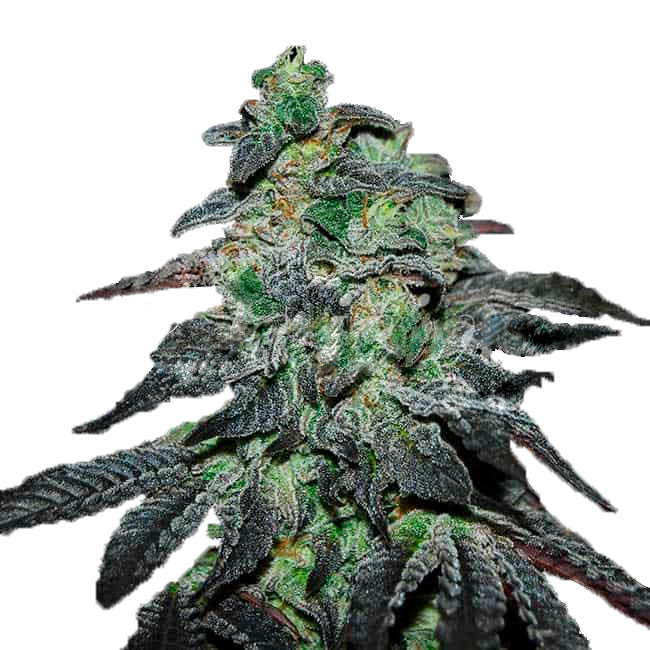 Delicious Seeds Golosa Фотопериодный гибрид семена конопли