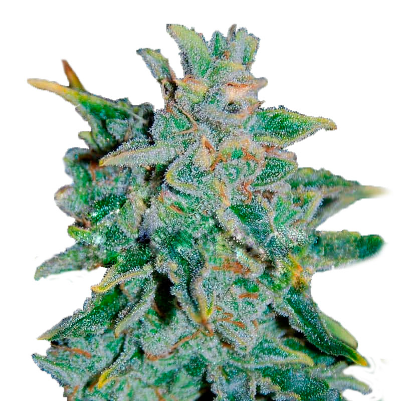 Northern Light Blue Auto Автофеминизированные семена конопли