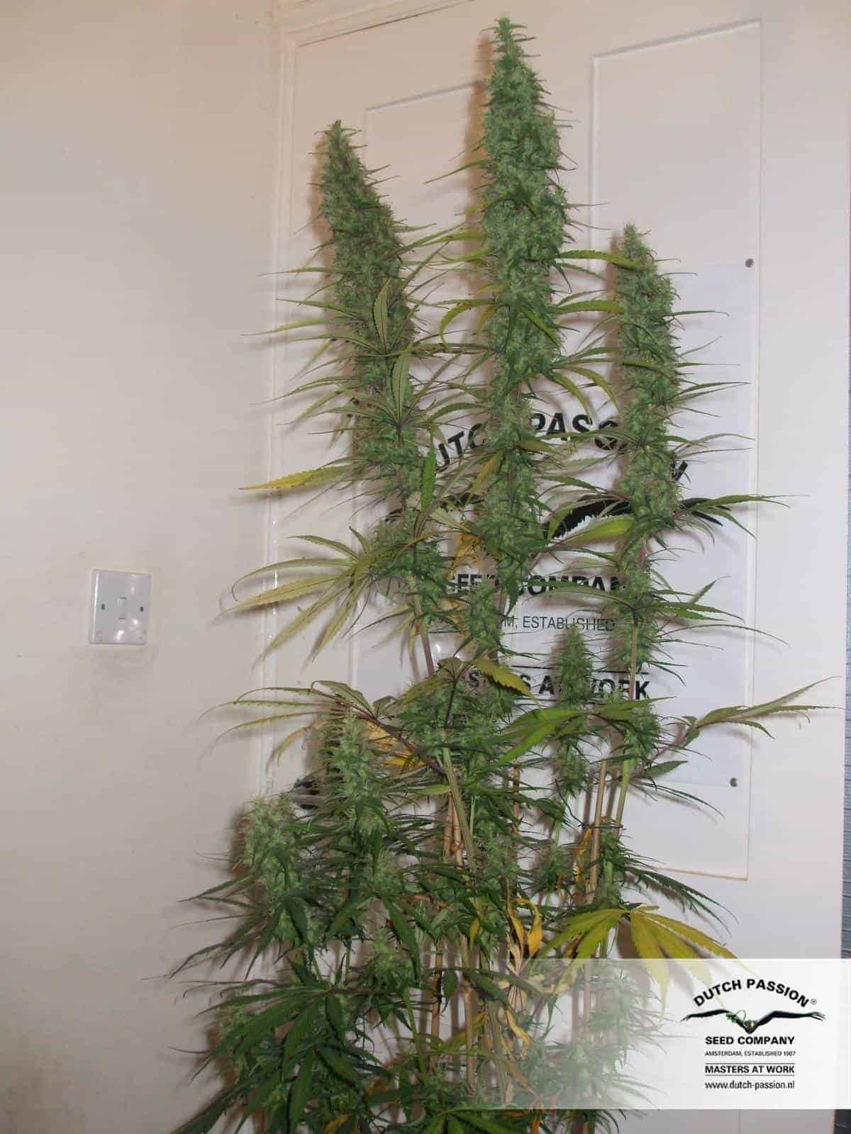 Dutch Passion Desfrán фотопериодные семена конопли — фото 3