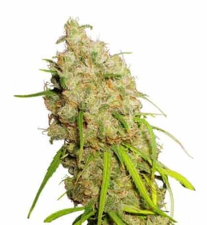 Dutch Passion Desfrán фотопериодные семена конопли