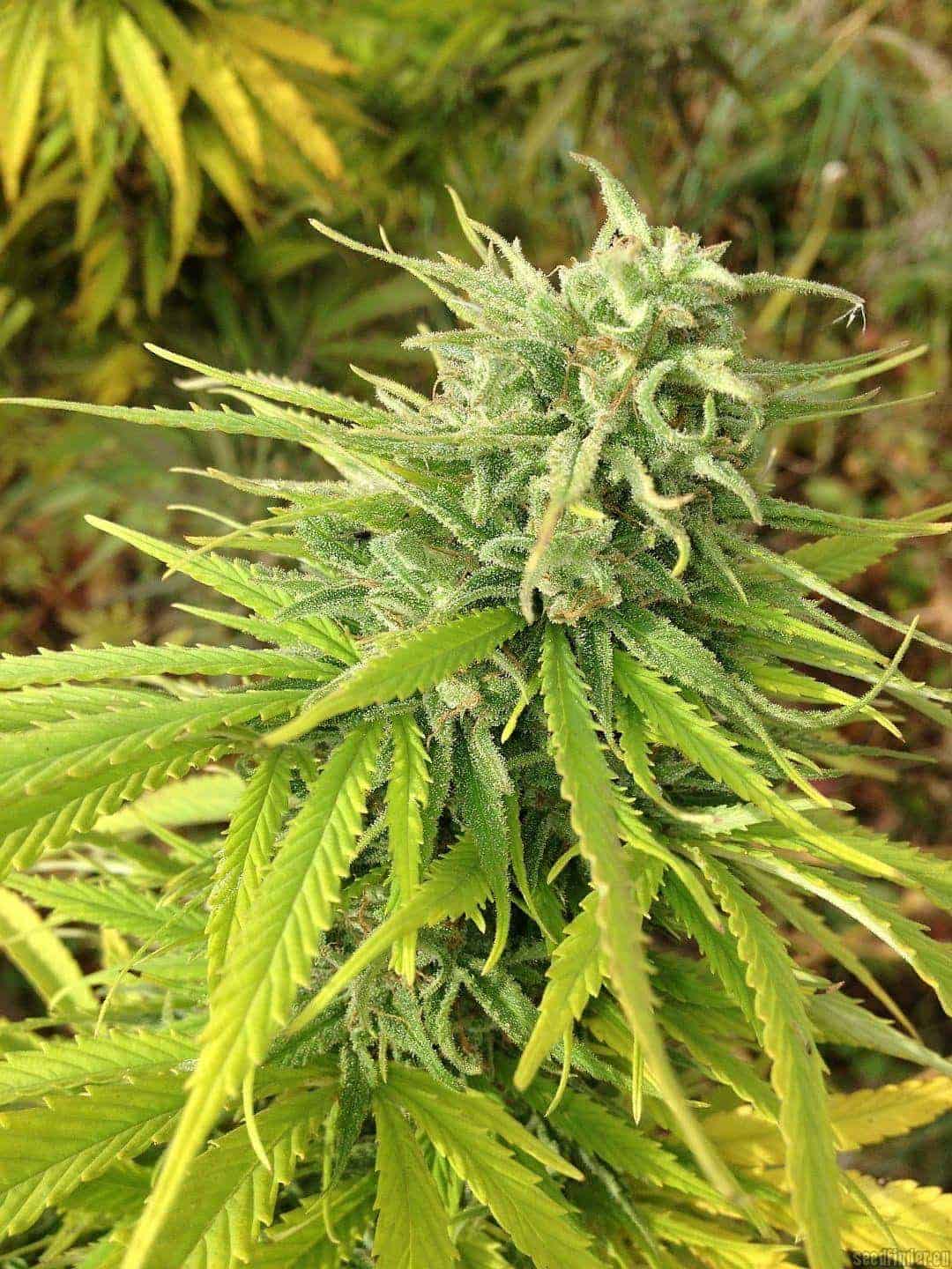 Durban Poisonular Регулярные семена конопли — фото 2