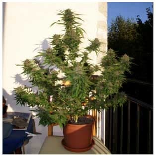 Mazar Фотопериодные семена конопли — фото 4