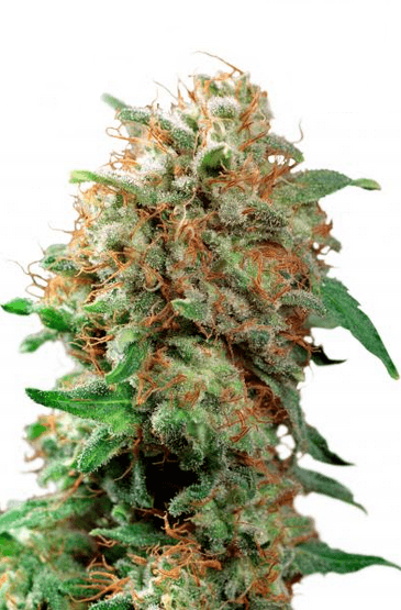 Dutch Passion Mazarular фотопериодные семена конопли