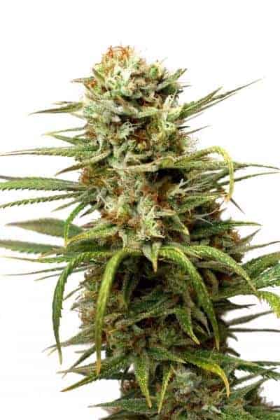 Dutch Passion Auto White Widow Автоцветущие семена конопли