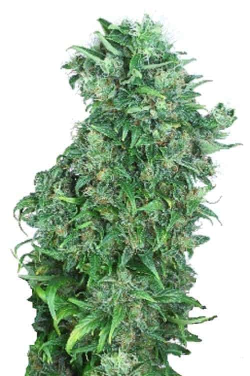 Dutch Passion Think Different Auto Автофеминизированные семена конопли